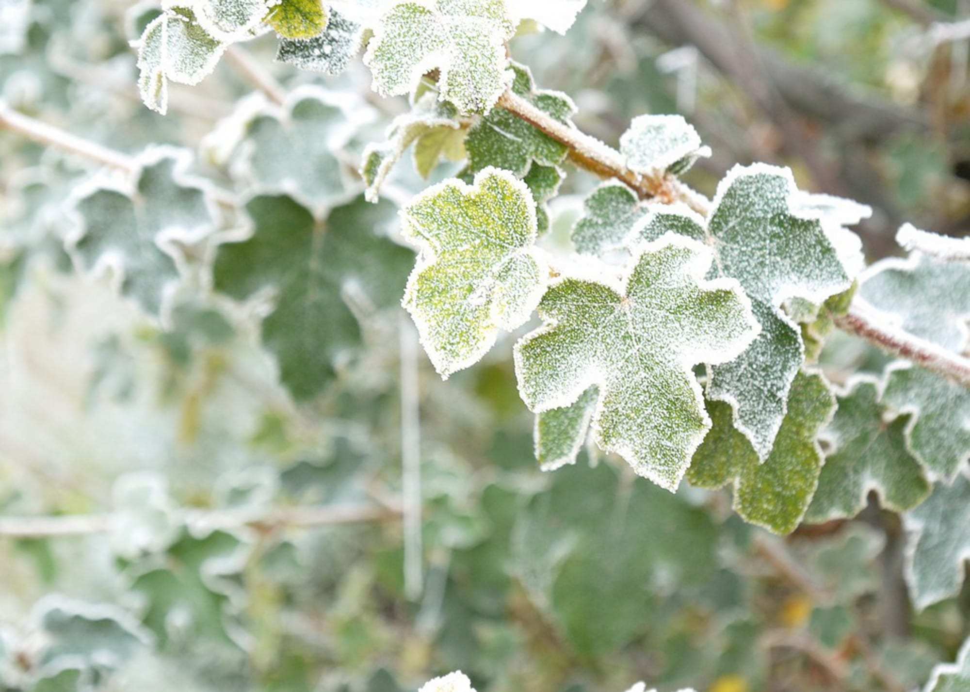 Frozen-Plants.jpg