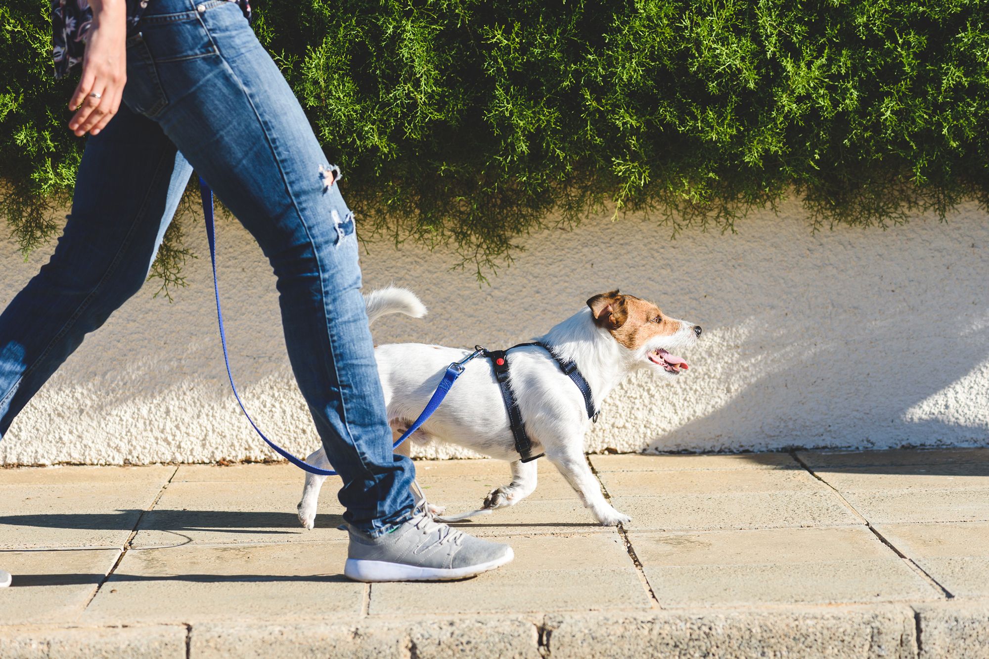 dog-walking.jpg